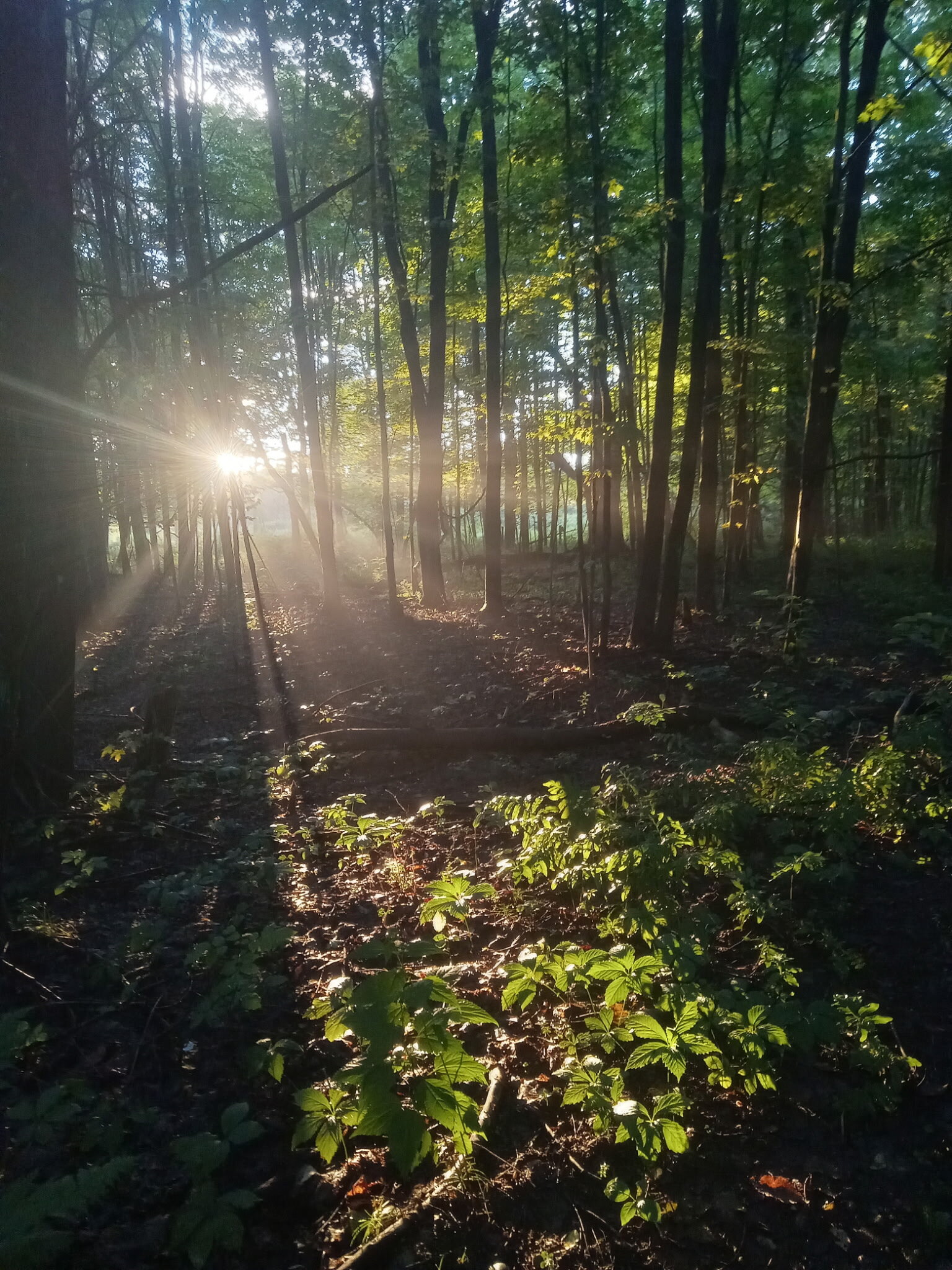 Forest path and understory on the sanctuary land